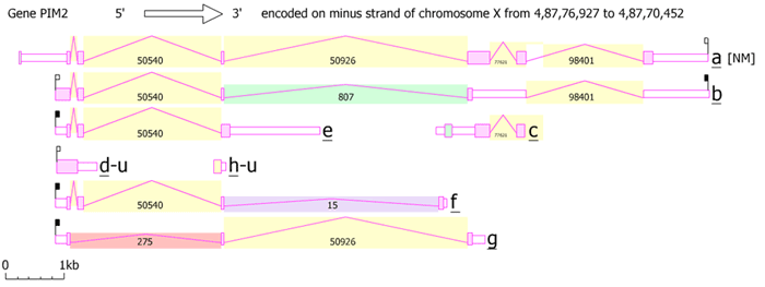 Six spliced PIM2 variants and seven different isoforms