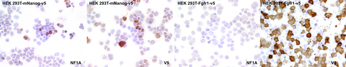 Immunoperoxidase staining of cytospins of HEK293T transfectants