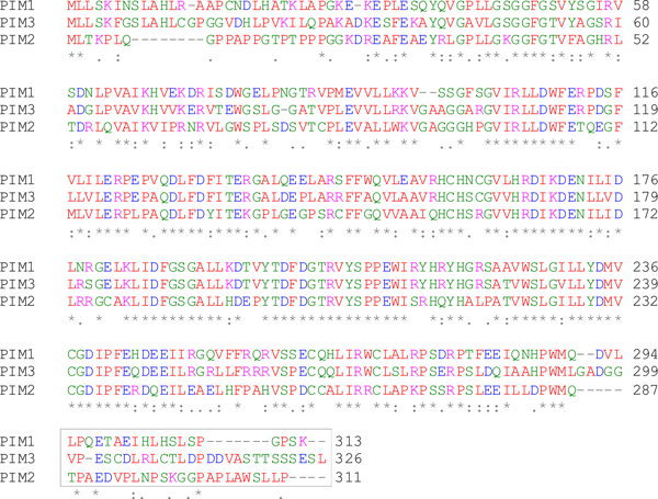 N-terminal part of the PIM2 protein